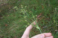 Juncus continuus (Juncus continuus)