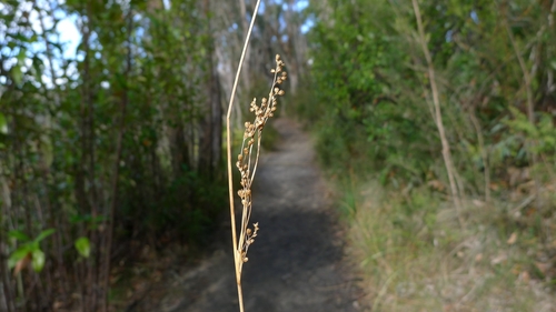 Juncus continuus (Juncus continuus)