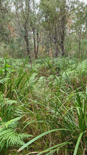 Juncus continuus (Juncus continuus)