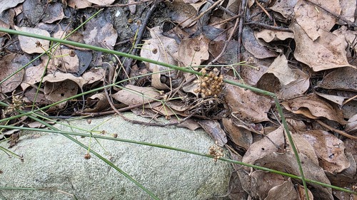 Juncus decipiens (Juncus decipiens)