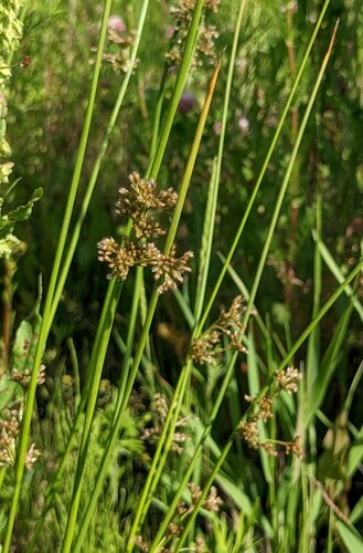 Juncus decipiens (Juncus decipiens)