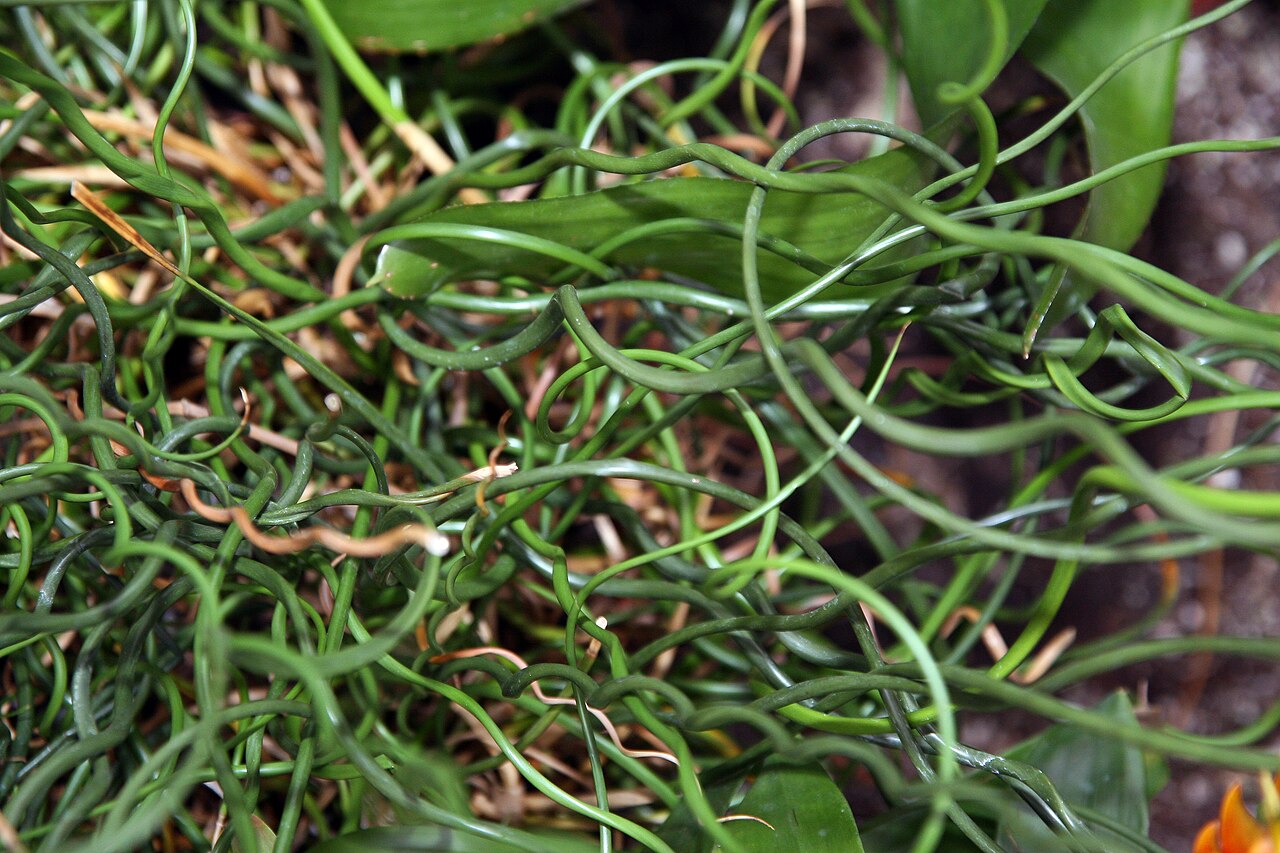 Juncus decipiens: Location taken: Brookside Gardens, Wheaton Maryland. Names: Juncus decipiens 'Curly Wurly' , Corkscrew Rus Classification: Plantae > Angiosperms > Monocots > Po