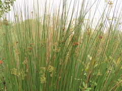 Juncus decipiens (Juncus decipiens)