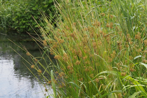 Juncus decipiens (Juncus decipiens)