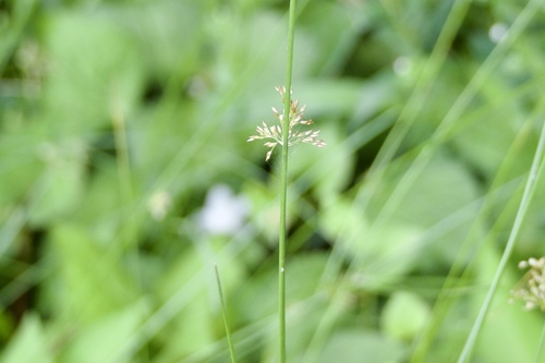 Juncus decipiens (Juncus decipiens)