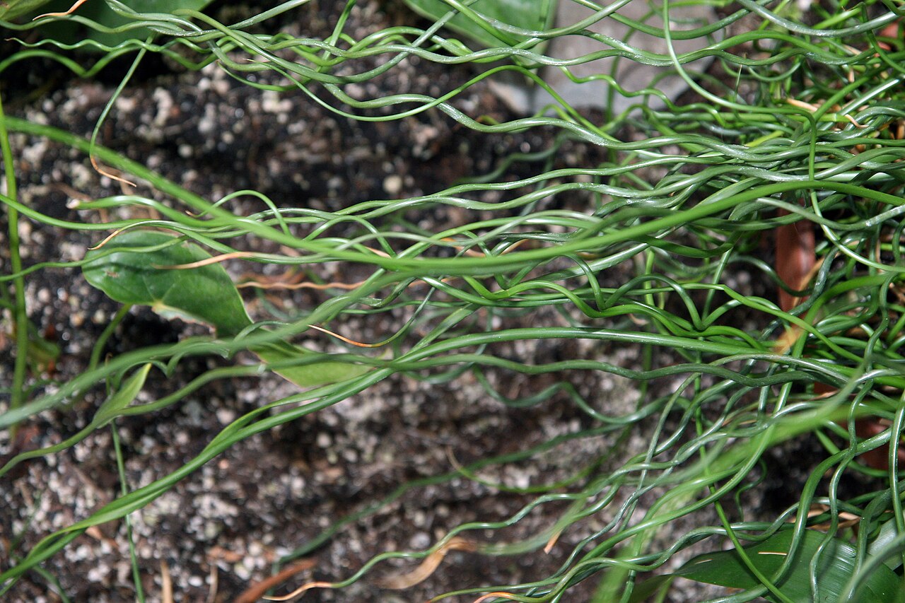 Juncus decipiens: Location taken: Brookside Gardens, Wheaton Maryland. Names: Juncus decipiens 'Curly Wurly' , Corkscrew Rus Classification: Plantae > Angiosperms > Monocots > Po