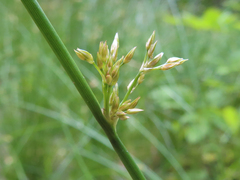 Juncus decipiens (Juncus decipiens)