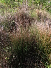 Juncus decipiens (Juncus decipiens)