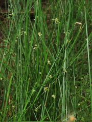 Juncus decipiens (Juncus decipiens)