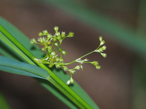 Juncus decipiens (Juncus decipiens)