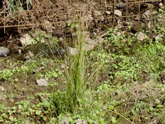 Juncus decipiens (Juncus decipiens)