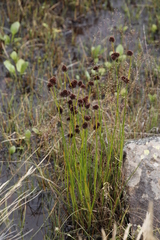 Juncus dregeanus (Juncus dregeanus)