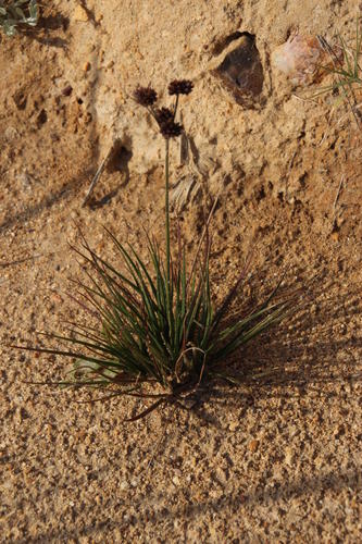 Juncus dregeanus (Juncus dregeanus)