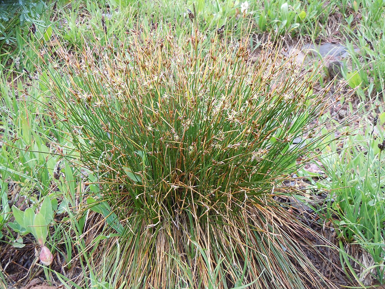 Drummond's rush: A short statured bunched habit(mostly <20 cm), leaf sheaths that don't produce a green leafy blade, inflorescences with just a few flowers subtended by a green