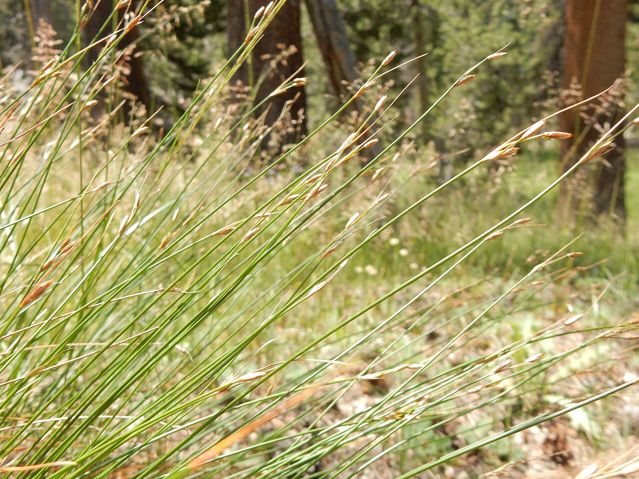 Drummond's rush: Two species of perennial bunched rushes, Juncus drummondii and Juncus parryi, are very common along the John Muir trail especially in subalpine and alpine dry t