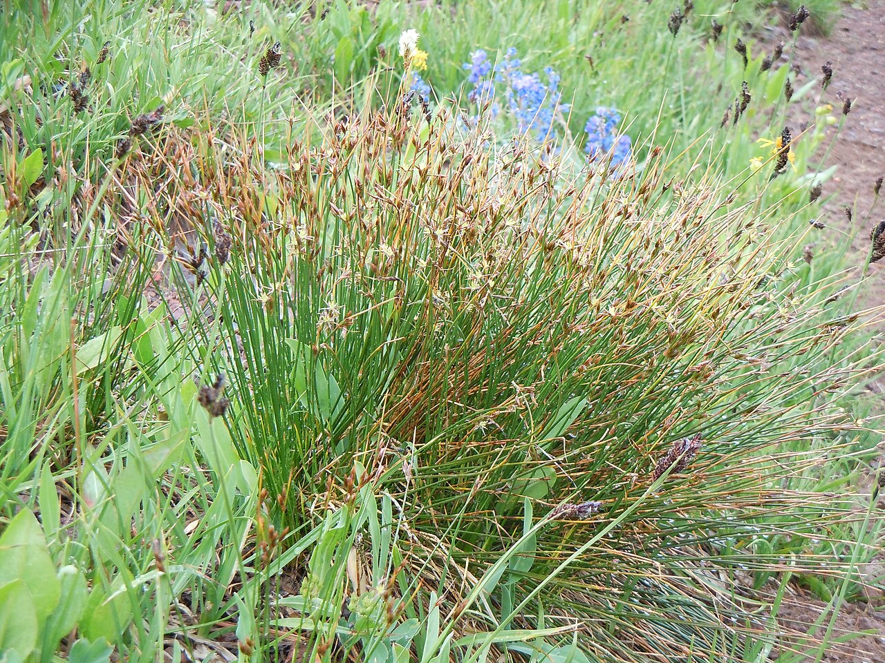 Drummond's rush: A short statured bunched habit(mostly <20 cm), leaf sheaths that don't produce a green leafy blade, inflorescences with just a few flowers subtended by a green