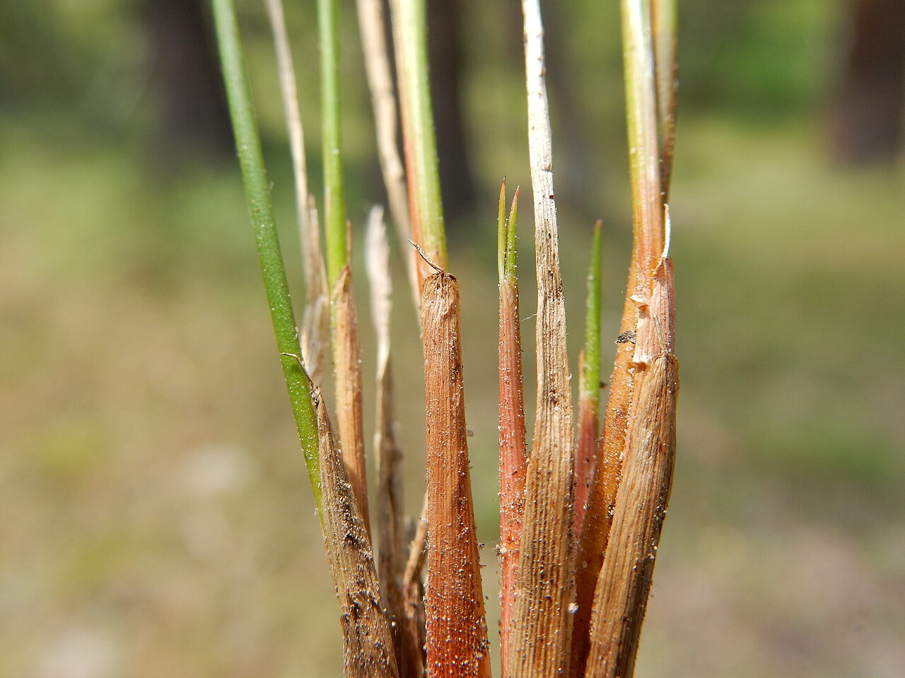 Drummond's rush: Two species of perennial bunched rushes, Juncus drummondii and Juncus parryi, are very common along the John Muir trail especially in subalpine and alpine dry t