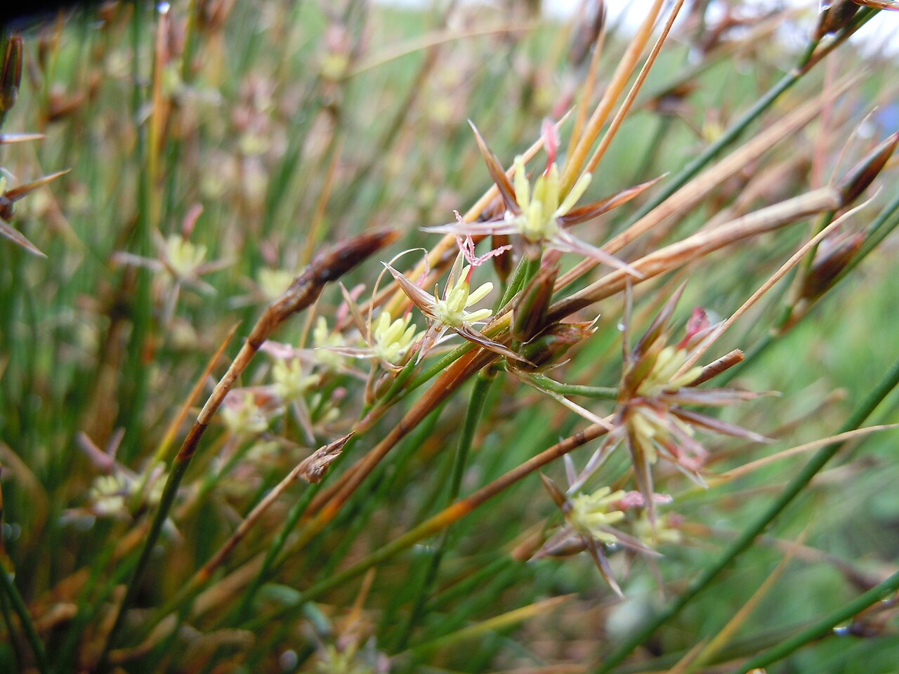 Drummond's rush: A short statured bunched habit(mostly <20 cm), leaf sheaths that don't produce a green leafy blade, inflorescences with just a few flowers subtended by a green