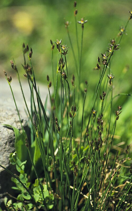 Drummond's rush: Juncus drummondii in Gallatin Co., Montana, USA