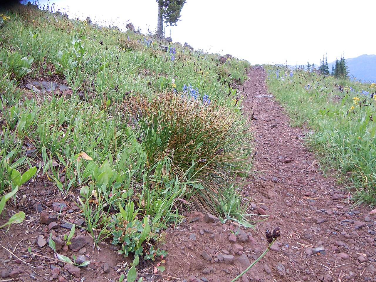 Drummond's rush: A short statured bunched habit(mostly <20 cm), leaf sheaths that don't produce a green leafy blade, inflorescences with just a few flowers subtended by a green