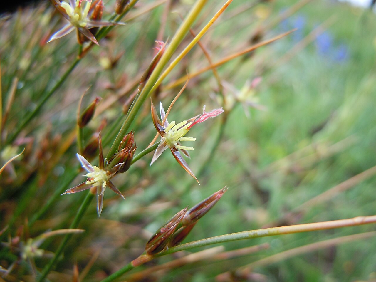 Drummond's rush: A short statured bunched habit(mostly <20 cm), leaf sheaths that don't produce a green leafy blade, inflorescences with just a few flowers subtended by a green