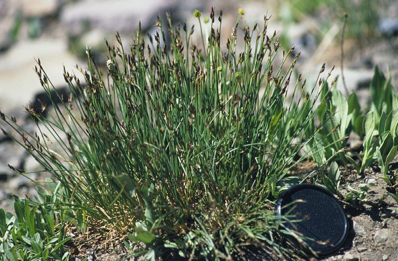 Drummond's rush: This bunched rush is especially common in subalpine settings and the inflorescence comprises a cluster of very few and often well spaced flowers.