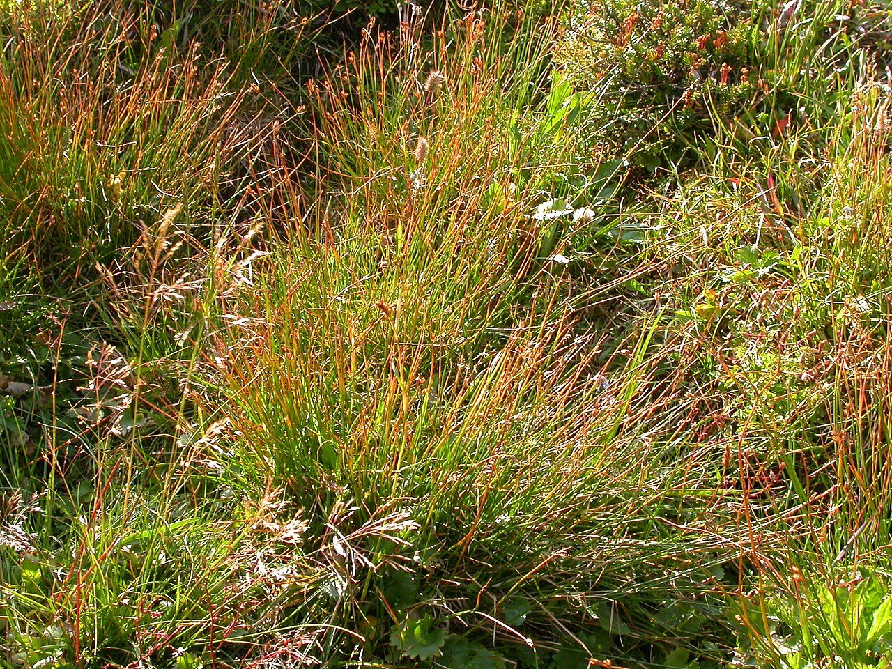 Drummond's rush: This bunched sedge is most common just above or away from standing water.