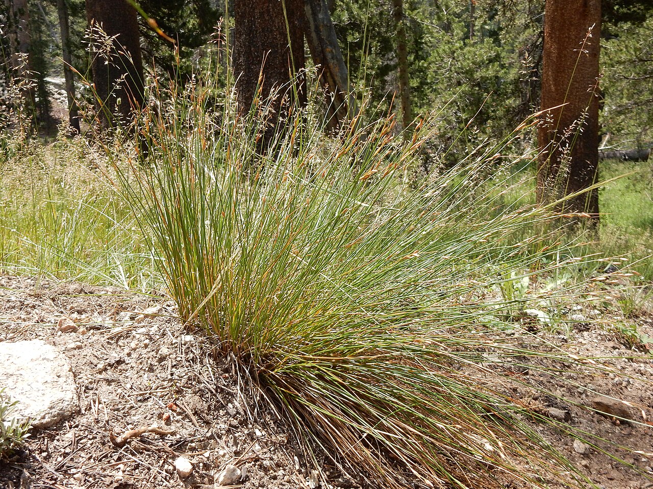 Drummond's rush: Two species of perennial bunched rushes, Juncus drummondii and Juncus parryi, are very common along the John Muir trail especially in subalpine and alpine dry t