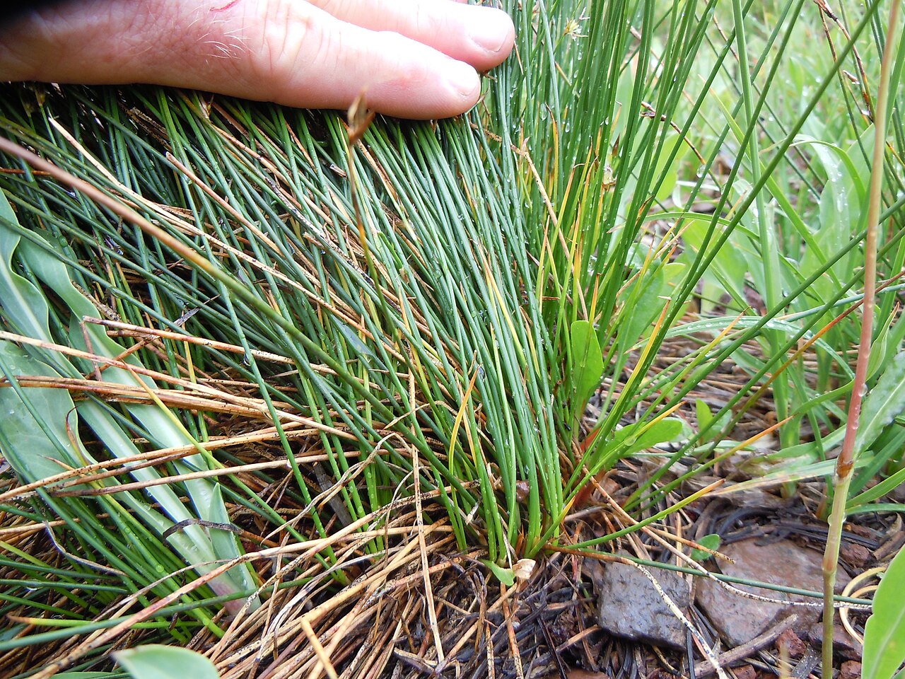 Drummond's rush: A short statured bunched habit(mostly <20 cm), leaf sheaths that don't produce a green leafy blade, inflorescences with just a few flowers subtended by a green