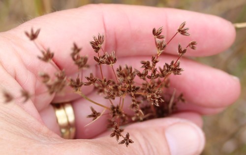Questionable rush (Juncus dubius)