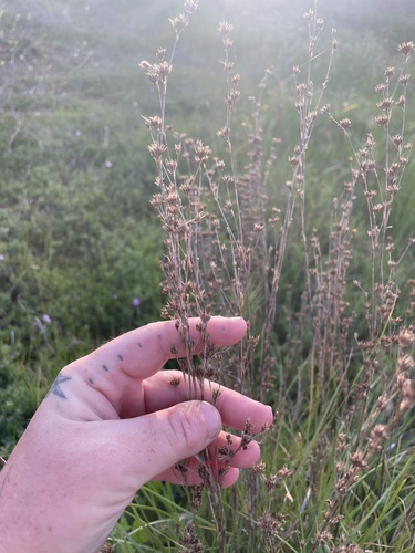 Questionable rush (Juncus dubius)