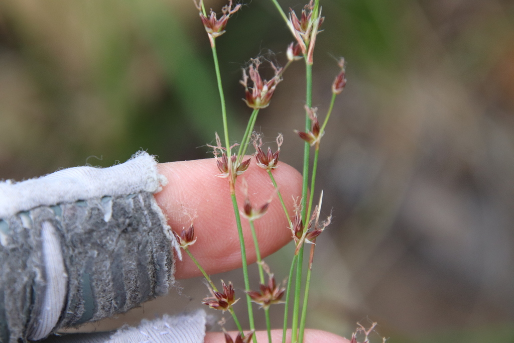 Questionable rush (Juncus dubius)