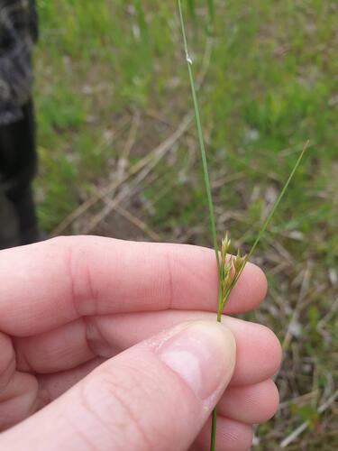 Dudley's rush (Juncus dudleyi)