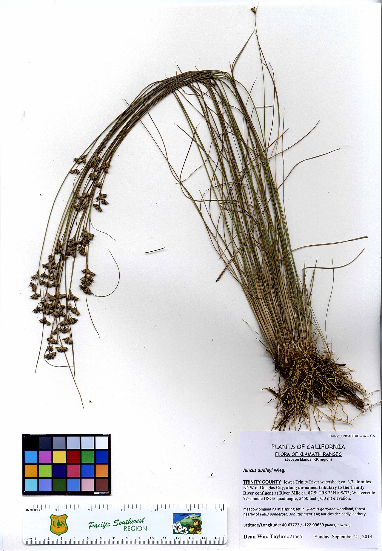 Dudley's rush: Juncaceae