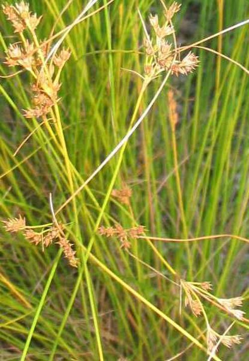 Dudley's rush: Dudley's Rush (Juncus dudleyi). Species of plant.