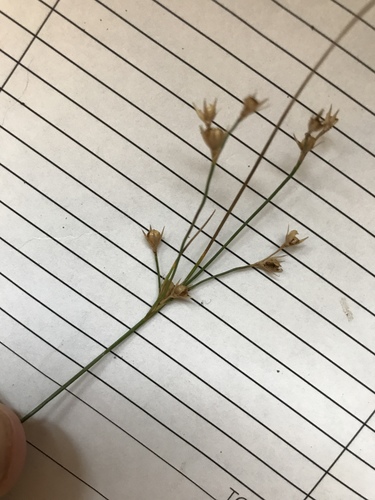 Dudley's rush (Juncus dudleyi)