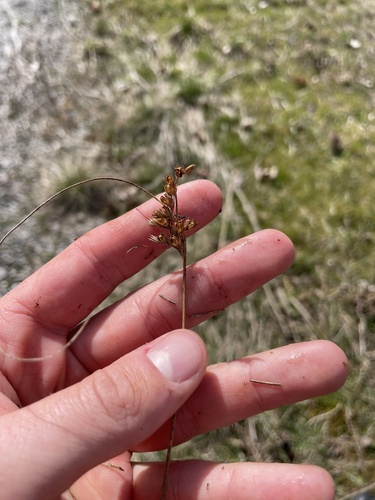 Dudley's rush (Juncus dudleyi)