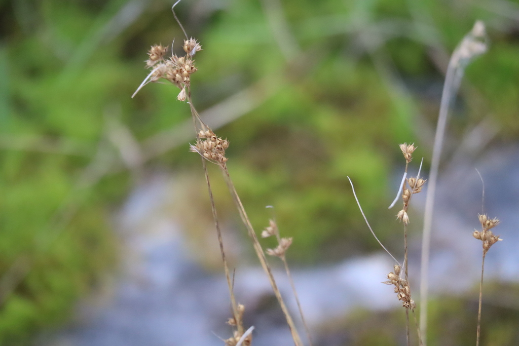 Dudley's rush (Juncus dudleyi)