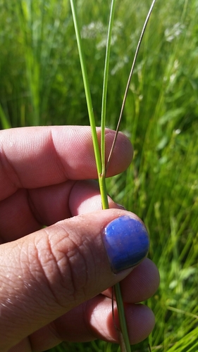 Dudley's rush (Juncus dudleyi)