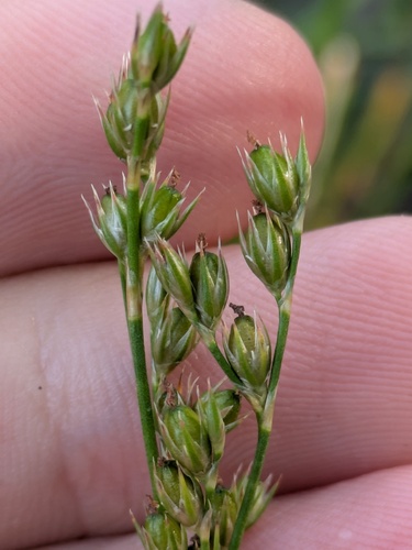 Dudley's rush (Juncus dudleyi)