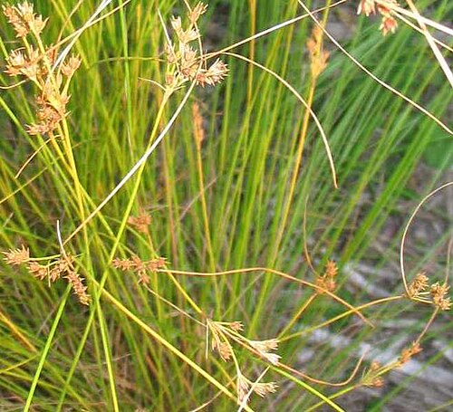 Dudley's rush: Dudley's Rush (Juncus dudleyi). Species of plant.