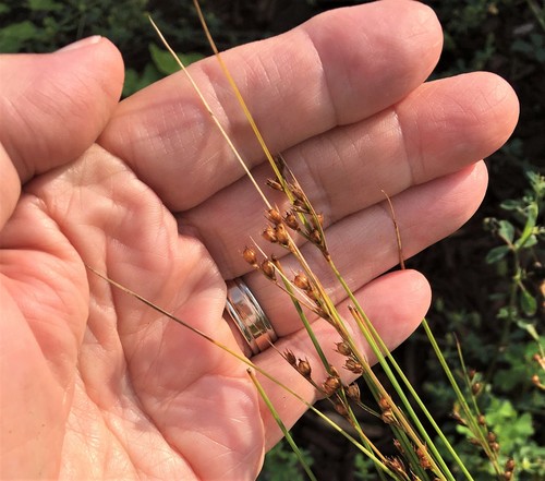 Dudley's rush (Juncus dudleyi)