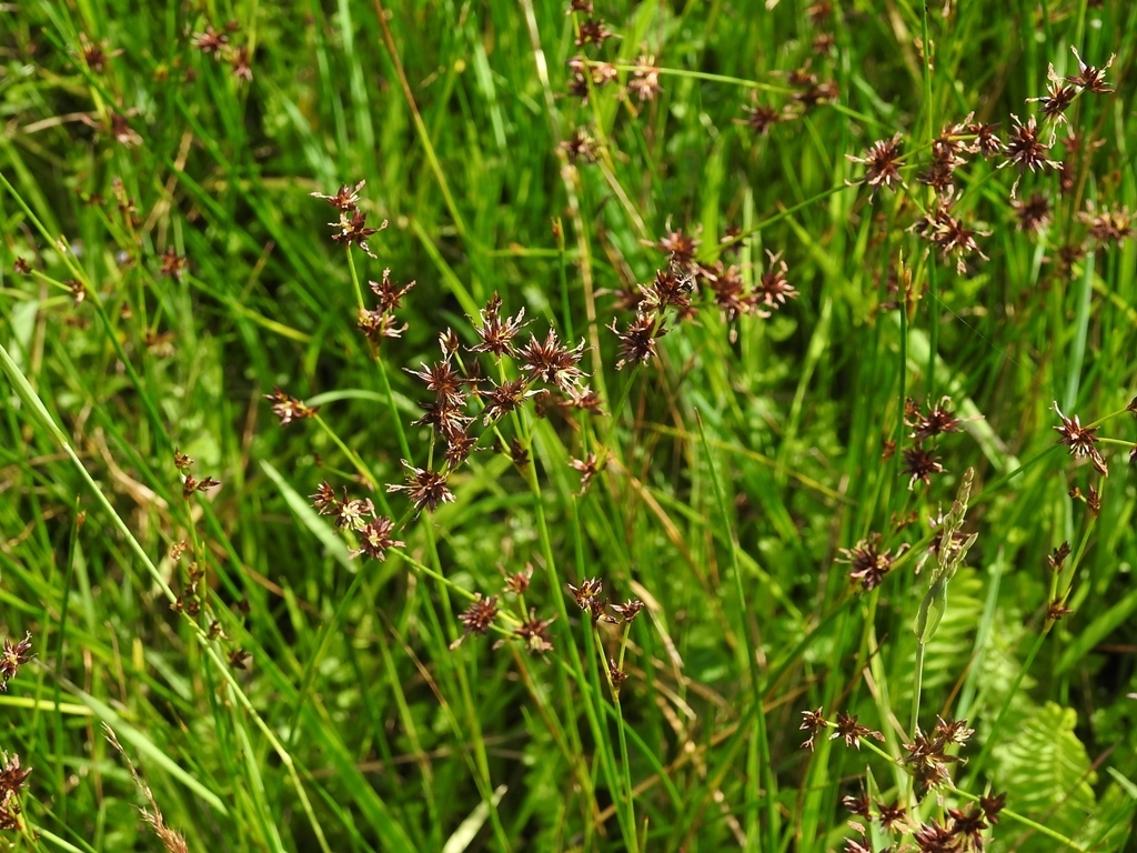 Juncus ebracteatus (Juncus ebracteatus)