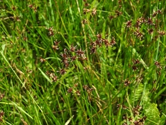 Juncus ebracteatus (Juncus ebracteatus)