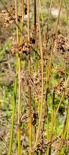 Common rush (Juncus effusus)