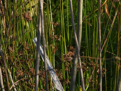 Common rush (Juncus effusus)