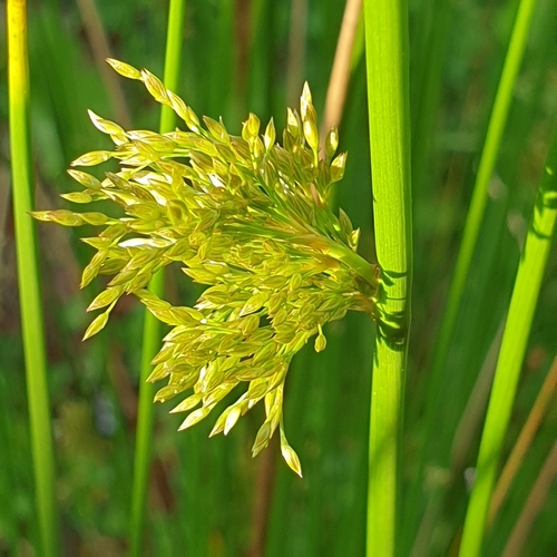 Common rush (Juncus effusus)