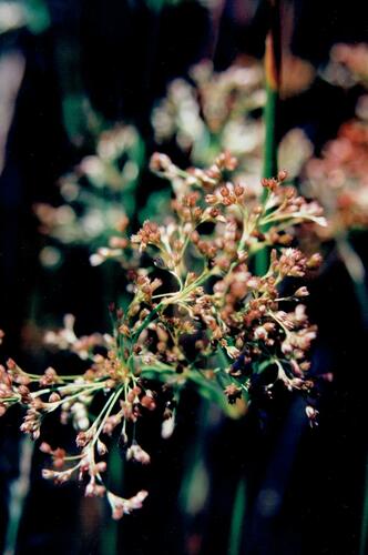 Common rush (Juncus effusus)
