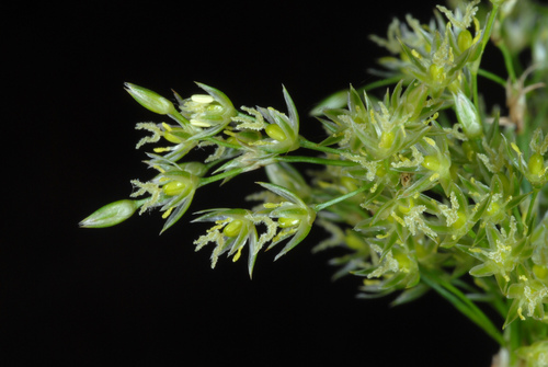 Common rush (Juncus effusus)