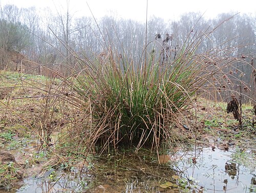 Common rush: Flatter-Binse ( Juncus effusus ) beim Steinbachschacht
